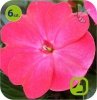 sunpatiens